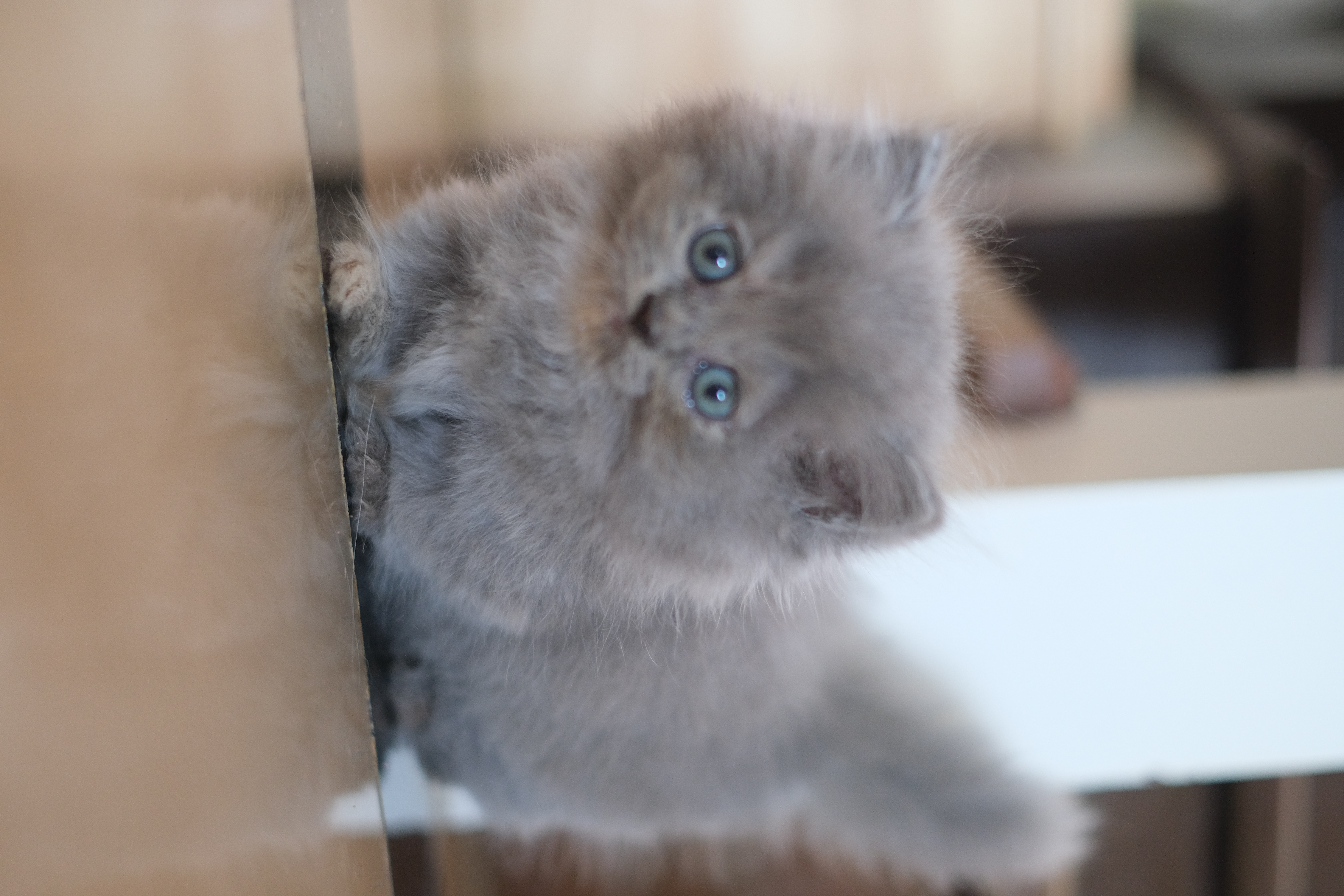 cat1