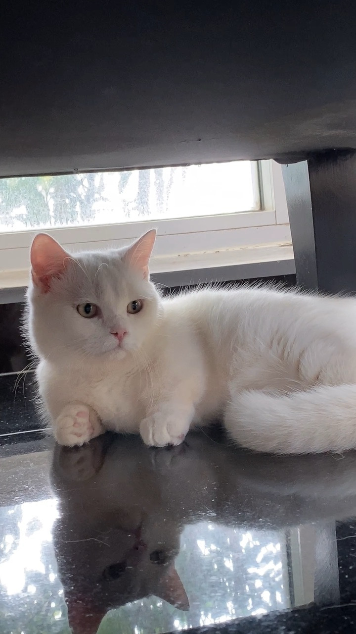 cat-1783421538759.jpeg
