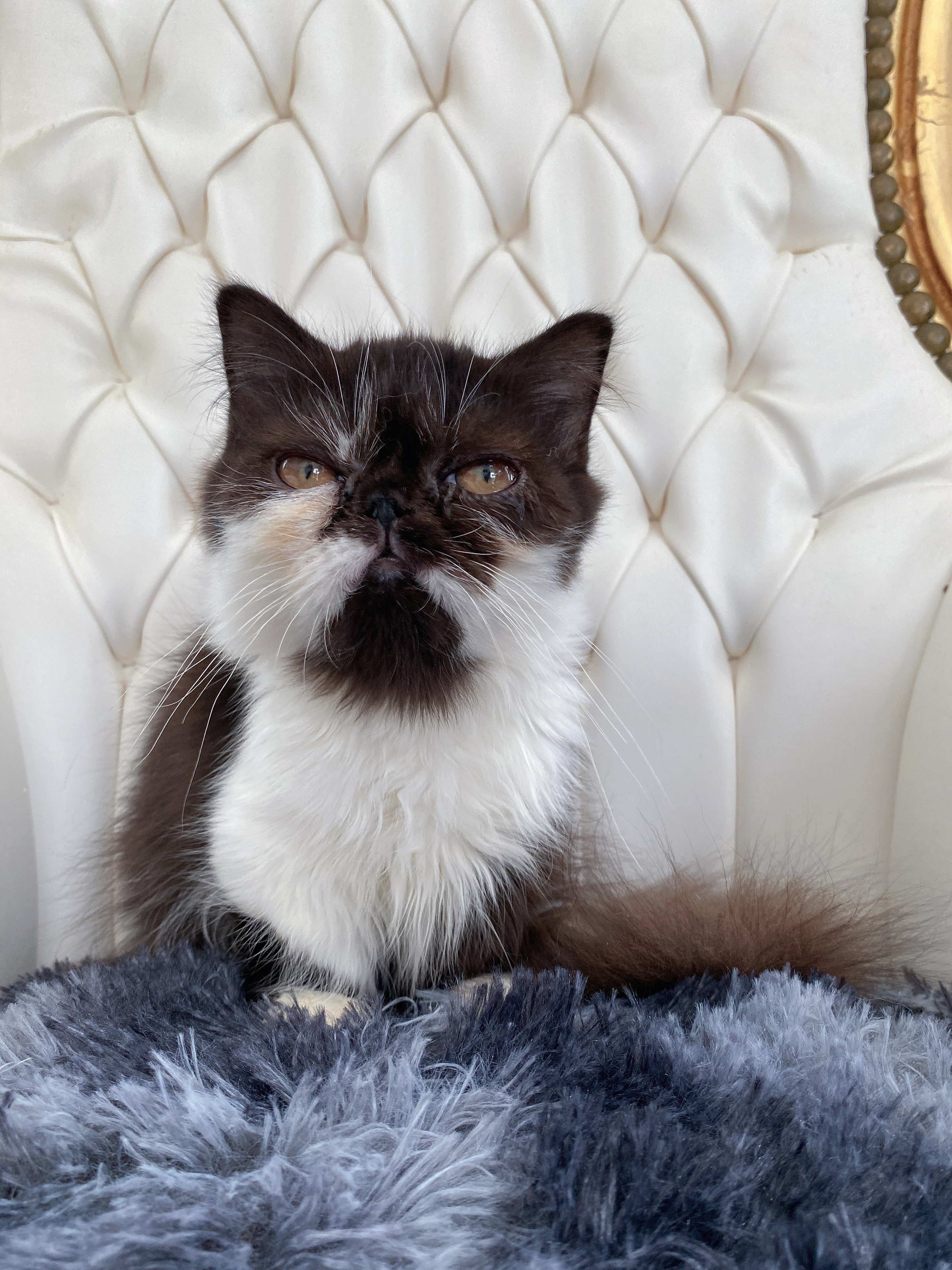 cat1