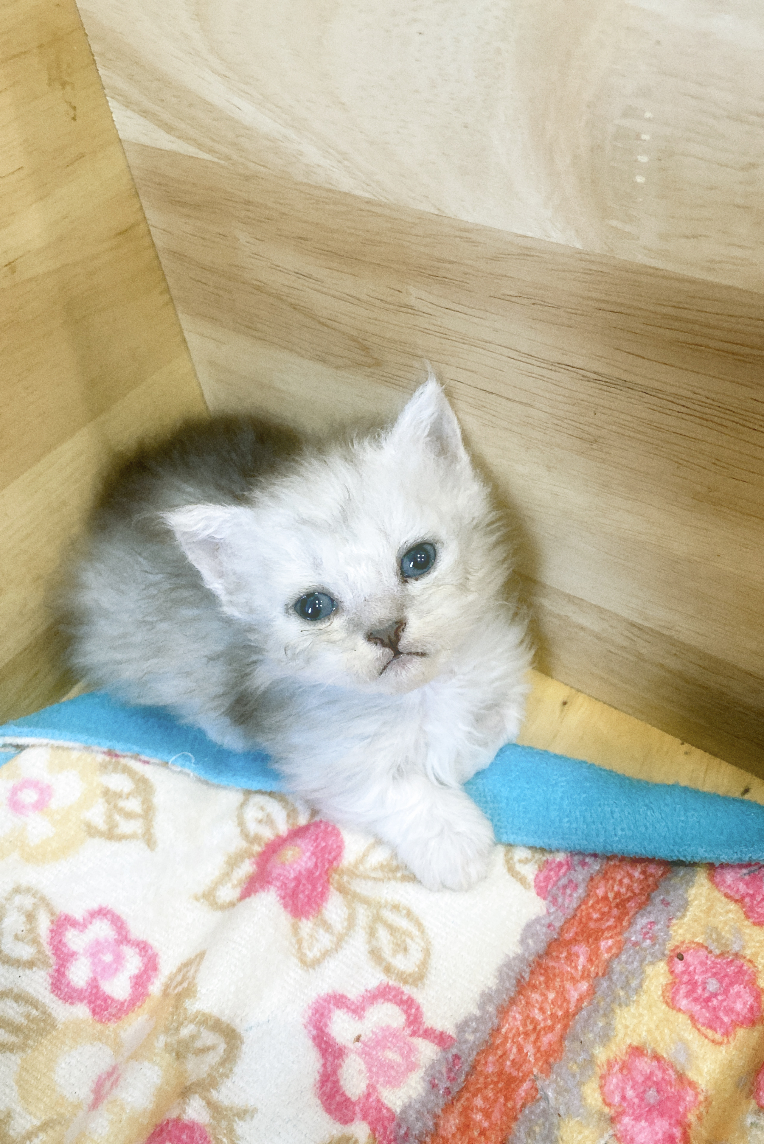 cat1