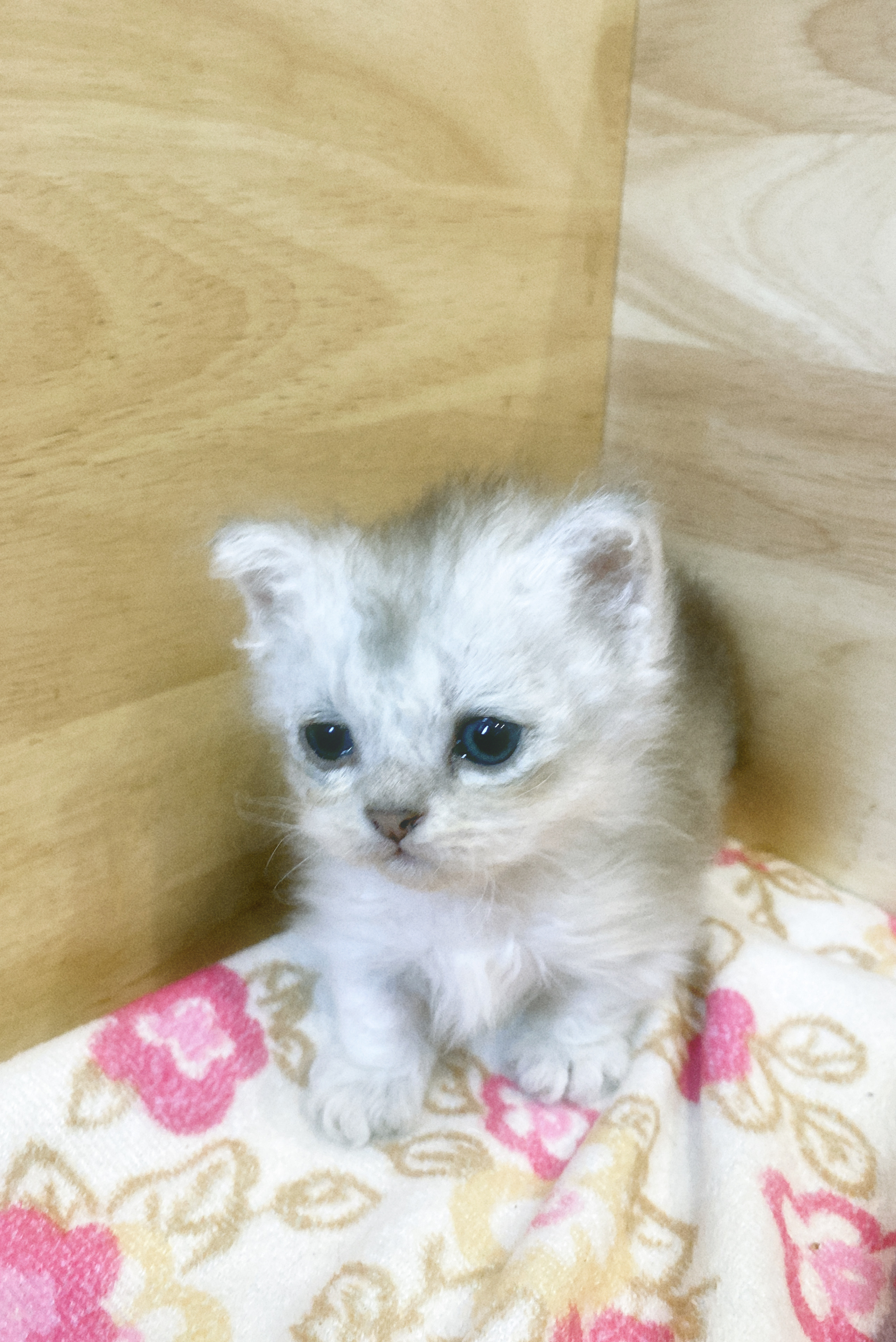 cat-1784274854986.jpeg