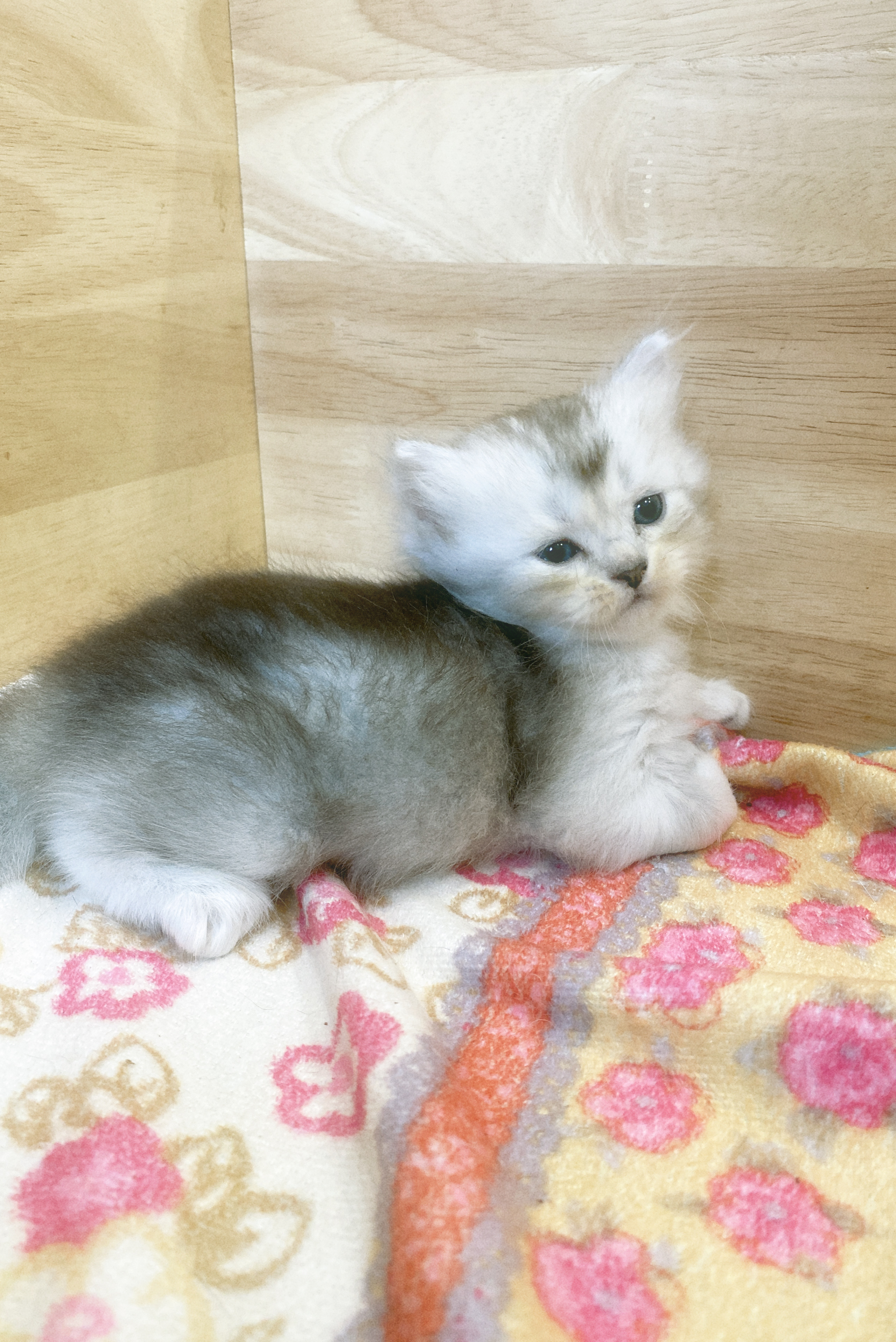 cat1