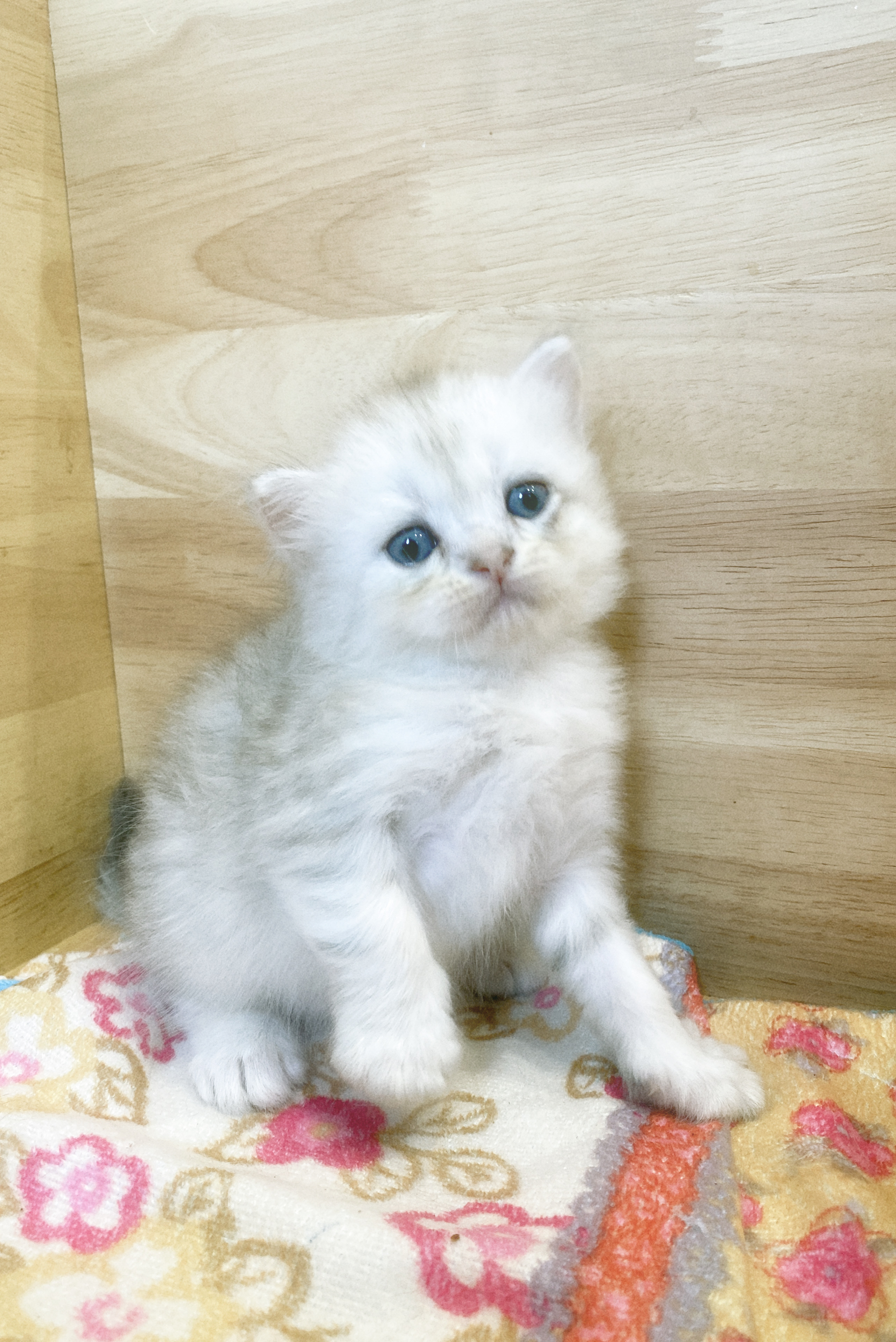 cat1