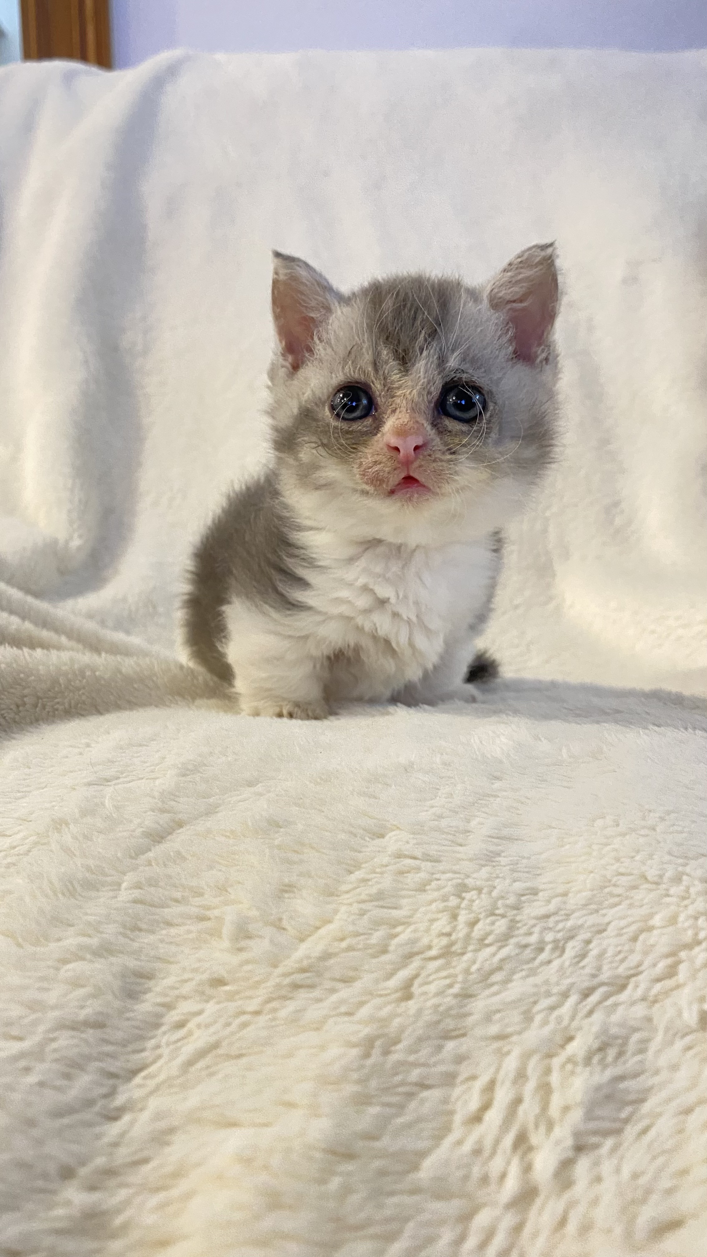 cat1